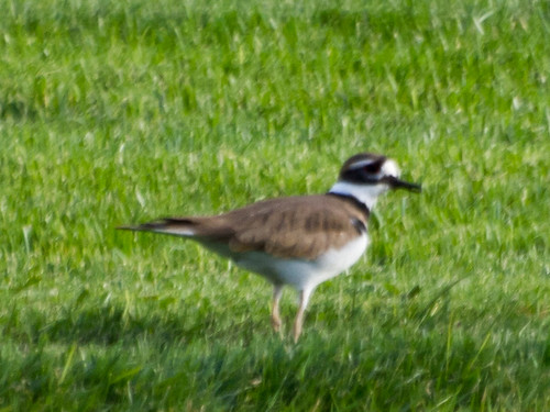 Killdeer • <a style="font-size:0.8em;" href="http://www.flickr.com/photos/59465790@N04/8191458319/" target="_blank">View on Flickr</a>