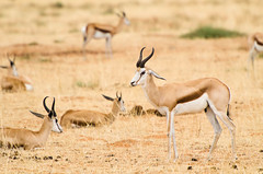 Springbock Etosha National Park Namibia • <a style="font-size:0.8em;" href="https://www.flickr.com/photos/21540187@N07/8291787709/" target="_blank">View on Flickr</a>