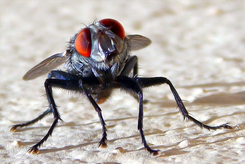 The Fly (Fabianni L. Ribeiro) mygearandme