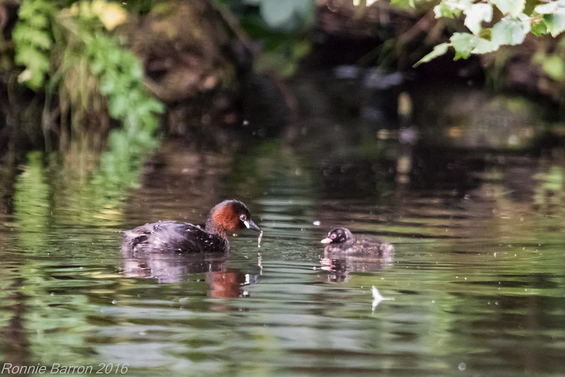 little grebe and chick<br/>© <a href="https://flickr.com/people/48768777@N07" target="_blank" rel="nofollow">48768777@N07</a> (<a href="https://flickr.com/photo.gne?id=28920604970" target="_blank" rel="nofollow">Flickr</a>)