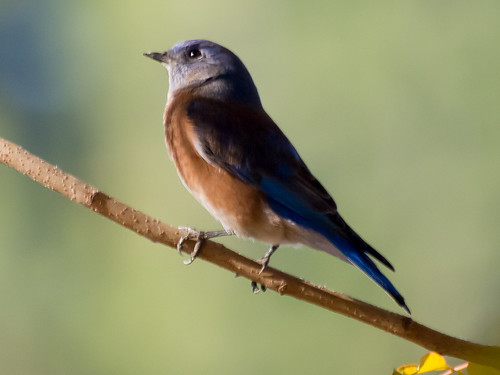 Western Bluebird • <a style="font-size:0.8em;" href="http://www.flickr.com/photos/59465790@N04/8260794352/" target="_blank">View on Flickr</a>