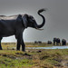 Elephant in Chobe National Park, Botswana • <a style="font-size:0.8em;" href="https://www.flickr.com/photos/21540187@N07/8293303491/" target="_blank">View on Flickr</a>