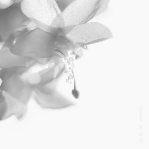 2011_12_24_White flowers