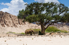 Desert Adapted Elephant on Ephemeral River, Namibia • <a style="font-size:0.8em;" href="https://www.flickr.com/photos/21540187@N07/8292848842/" target="_blank">View on Flickr</a>