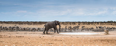 Elephant scaring lions with Zebra watching in Etosha National Park, Namibia • <a style="font-size:0.8em;" href="https://www.flickr.com/photos/21540187@N07/8291791325/" target="_blank">View on Flickr</a>