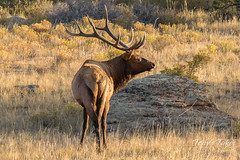A bull Elk scopes out a nearby competitor