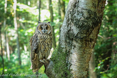 Long eared owl (Asio otus) best viewed large