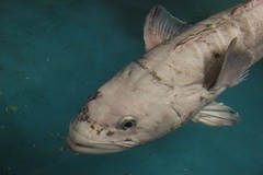 Antarctic Toothfish • <a style="font-size:0.8em;" href="http://www.flickr.com/photos/27717602@N03/8333084064/" target="_blank">View on Flickr</a>
