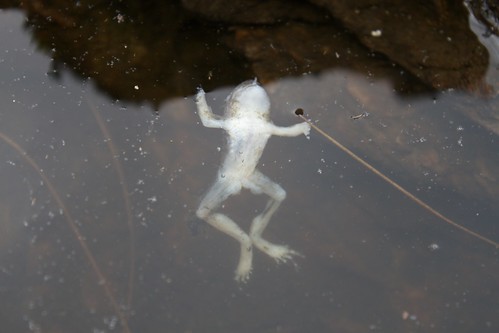 Dead frog
