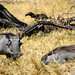 Warthog in Okavango Delta, Botswana • <a style="font-size:0.8em;" href="https://www.flickr.com/photos/21540187@N07/8294360890/" target="_blank">View on Flickr</a>