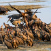 Vultures and Jackel with kill in Chobe National Park, Botswana • <a style="font-size:0.8em;" href="https://www.flickr.com/photos/21540187@N07/8293293141/" target="_blank">View on Flickr</a>