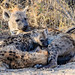 Spotted Hyena with Cubs in Okavango Delta, Botswana • <a style="font-size:0.8em;" href="https://www.flickr.com/photos/21540187@N07/8293294169/" target="_blank">View on Flickr</a>