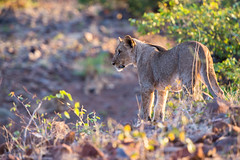 Young Male Lion in Etendeka Tablelands, Namibia • <a style="font-size:0.8em;" href="https://www.flickr.com/photos/21540187@N07/8291797149/" target="_blank">View on Flickr</a>