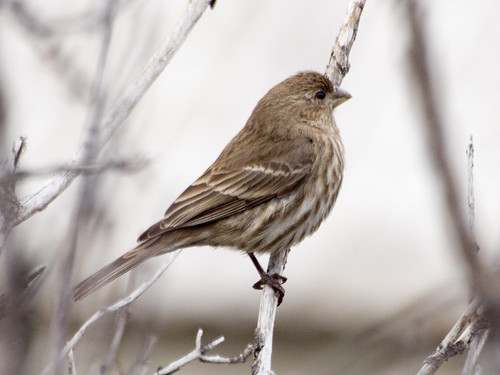 House Finch Female • <a style="font-size:0.8em;" href="http://www.flickr.com/photos/59465790@N04/8459437655/" target="_blank">View on Flickr</a>