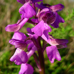 Green-Winged Orchid <a style="margin-left:10px; font-size:0.8em;" href="http://www.flickr.com/photos/89335711@N00/8595596777/" target="_blank">@flickr</a>