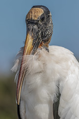 Wood Stork Portrait