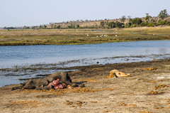 Lion Kill of 24 month Elephant in Chobe National Park, Botswana • <a style="font-size:0.8em;" href="https://www.flickr.com/photos/21540187@N07/8347796790/" target="_blank">View on Flickr</a>