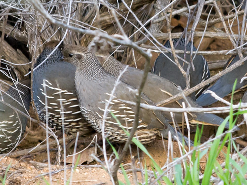 California Quail Female • <a style="font-size:0.8em;" href="http://www.flickr.com/photos/59465790@N04/8459508712/" target="_blank">View on Flickr</a>
