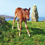 Curious Foal <a style="margin-left:10px; font-size:0.8em;" href="http://www.flickr.com/photos/89335711@N00/8595102911/" target="_blank">@flickr</a>