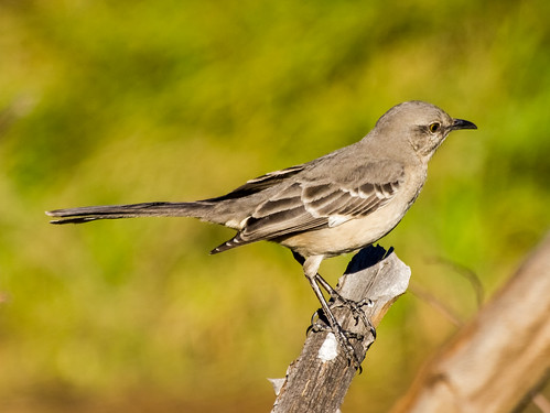 Northern Mockingbird • <a style="font-size:0.8em;" href="http://www.flickr.com/photos/59465790@N04/8410379228/" target="_blank">View on Flickr</a>