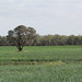 Boggomoss, near Taroom, Queensland