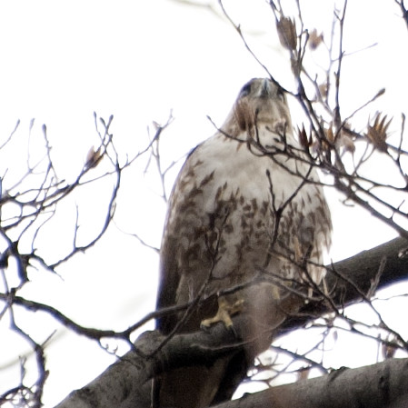 Red Tailed Hawk_20130216
