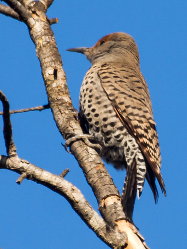 Northern Flicker • <a style="font-size:0.8em;" href="http://www.flickr.com/photos/59465790@N04/8429445448/" target="_blank">View on Flickr</a>