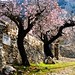 Cherry blossom Cottage Sierra Aitana #dailyshoot #Spain