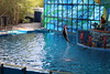 San Antonio Water World - Dolphin Jumping Out Of Water • <a style="font-size:0.8em;" href="http://www.flickr.com/photos/7877146@N06/8580298863/" target="_blank">View on Flickr</a>