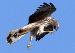 Anglų lietuvių žodynas. Žodis harrier eagle reiškia lingė, erelis lietuviškai.