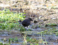 Anglų lietuvių žodynas. Žodis rusty blackbird reiškia aprūdijęs blackbird lietuviškai.