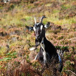 Feral Goat, Diamond Hill <a style="margin-left:10px; font-size:0.8em;" href="http://www.flickr.com/photos/89335711@N00/8597130631/" target="_blank">@flickr</a>