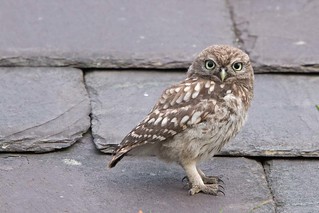 Little Owl - juvenile