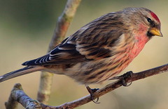 Canon EOS 60D.Canon 70-300mm Lens.Tiny Male Lesser Redpoll Through Glass.February 25th 2013.