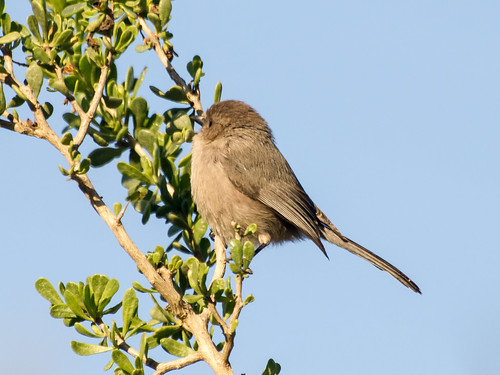 Bushtit • <a style="font-size:0.8em;" href="http://www.flickr.com/photos/59465790@N04/8470514756/" target="_blank">View on Flickr</a>