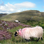 Sheep, Little Killary <a style="margin-left:10px; font-size:0.8em;" href="http://www.flickr.com/photos/89335711@N00/8596223952/" target="_blank">@flickr</a>