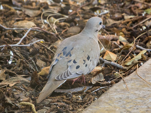 Mourning Dove • <a style="font-size:0.8em;" href="http://www.flickr.com/photos/59465790@N04/8611924835/" target="_blank">View on Flickr</a>