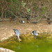 Grey Crowned Cranes enjoy a drink