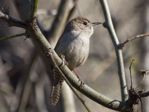House Wren • <a style="font-size:0.8em;" href="http://www.flickr.com/photos/59465790@N04/8562327547/" target="_blank">View on Flickr</a>