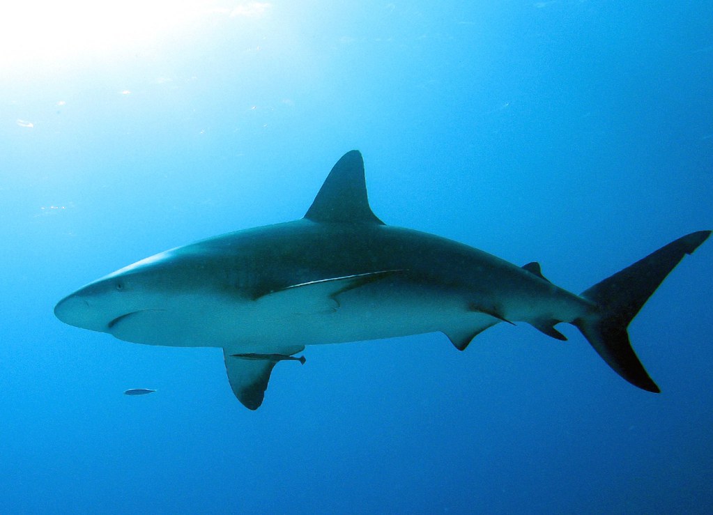 Shark Dive 2012 by Vic DeLeon, on Flickr