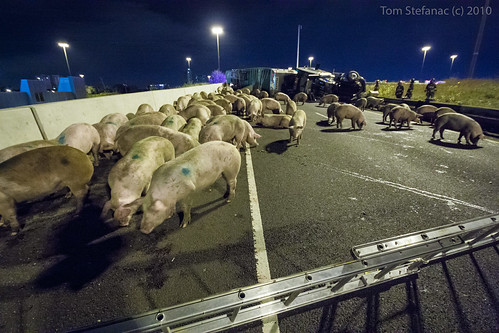 Freeway Pigs • <a style="font-size:0.8em;" href="http://www.flickr.com/photos/65051383@N05/8587062412/" target="_blank">View on Flickr</a>