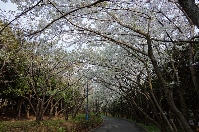 遊歩道は大島桜のトンネルのようです。