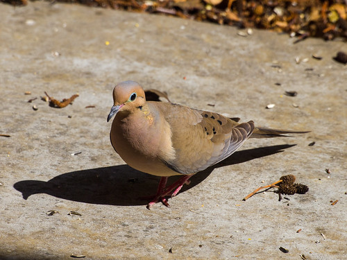 Mourning Dove • <a style="font-size:0.8em;" href="http://www.flickr.com/photos/59465790@N04/8712371579/" target="_blank">View on Flickr</a>