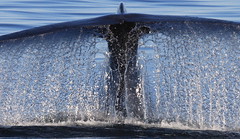 Blue whale with water running off tail