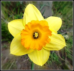 The Humble Daffodil ...