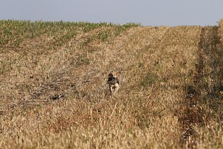South Dakota Pheasant Hunt - Pierre 12