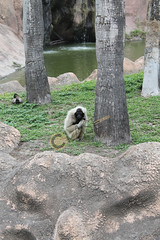 IMG_3170 Pileated Gibbon