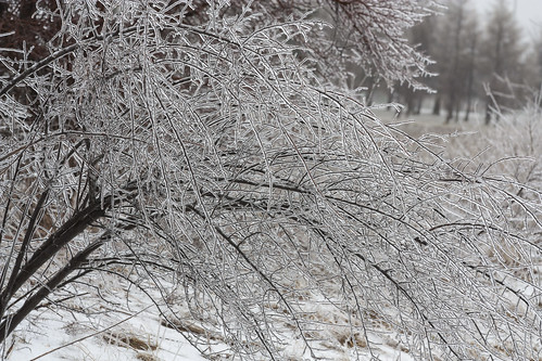 Ice Covered Bush • <a style="font-size:0.8em;" href="http://www.flickr.com/photos/65051383@N05/8643367998/" target="_blank">View on Flickr</a>