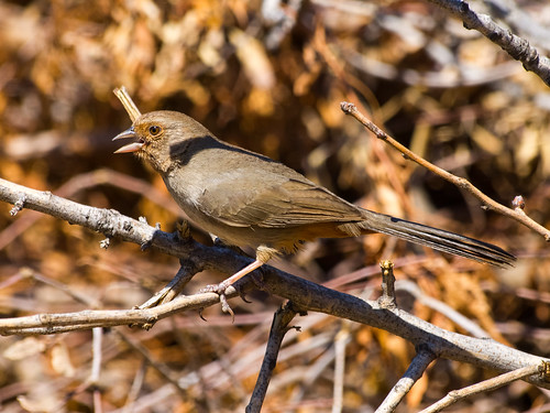 California Towhee • <a style="font-size:0.8em;" href="http://www.flickr.com/photos/59465790@N04/8670230973/" target="_blank">View on Flickr</a>