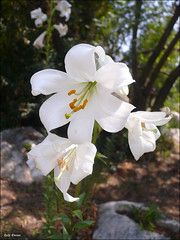 Lilium candidum שושן צחור (Wiki)